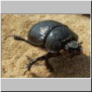 Typhoeus typhoeus - Stierkaefer w02.jpg